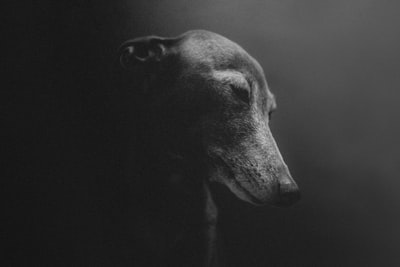 The dog's gray photography
